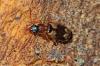 Philorhizus quadrisignatus